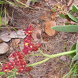 Cyphostemma oleraceum